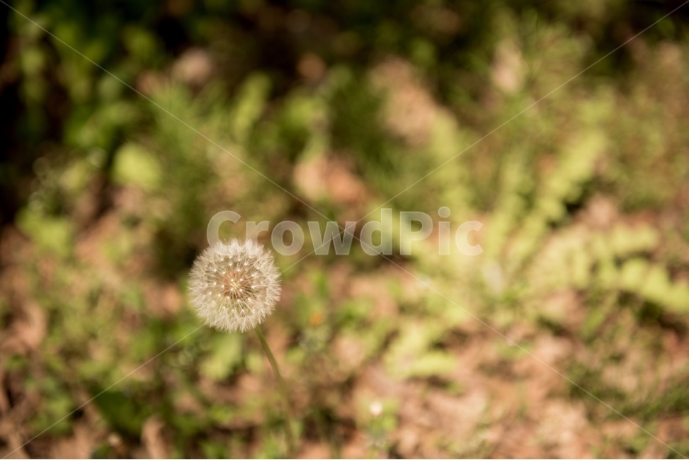 꽃,민들레홀씨,꽃사진,flower,민들레,식물,자연,plants,nature,꽃,flower,감성,sensible,feeling