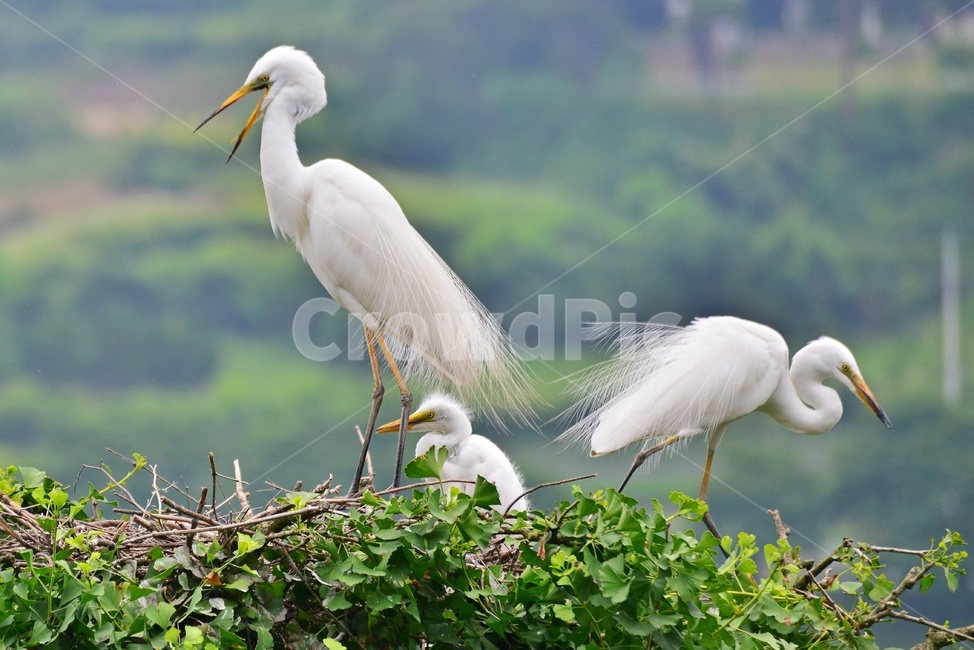 전북,임실,백로부부,백로부부사랑,백로육추,bird,waterfowl,물새,stork,황새,egret,백로,동물,animal,조류,새,birds