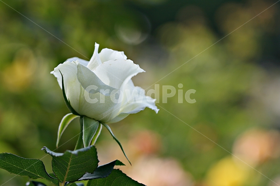 장미,꽃,봄,식물,자연,플라워,축제,식물,자연,plants,nature,꽃,flower