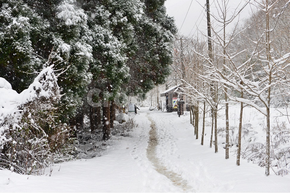 장성,입암산성,남창게곡,설경,남창계곡설경,storm,폭풍,tree,나무,plant,식물,ice,빙,snow,눈,winter,겨울,nature,자연,outdoors,옥외,blizzard,눈보라,겨울,계절,winter,season,자연,풍경,nature,landscape