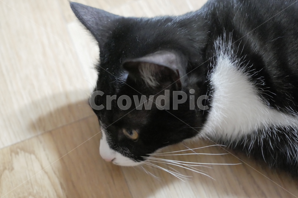 고양이,동물,반려동물,애완동물,cat,pet,동물,animal,포유류,mammal,고양이,cat,kitten,kitty