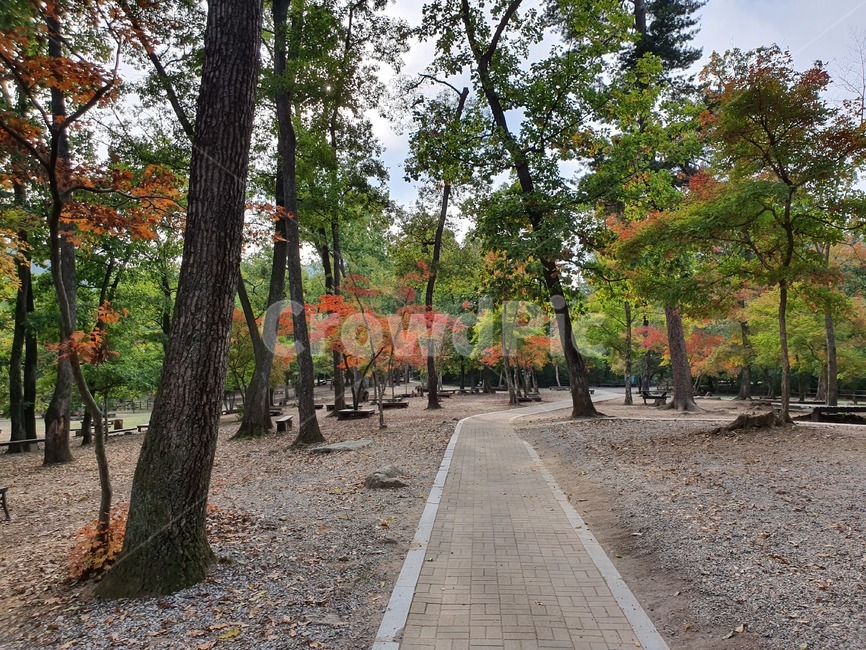 plant,나무,tree,식물,공원,배경