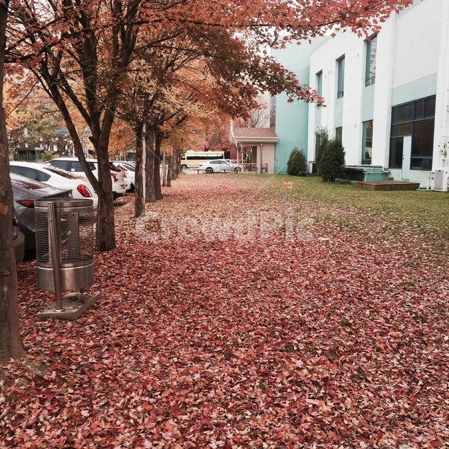 나무,tree,잎,leaf,식물,plant,단풍,단풍나무,낙엽