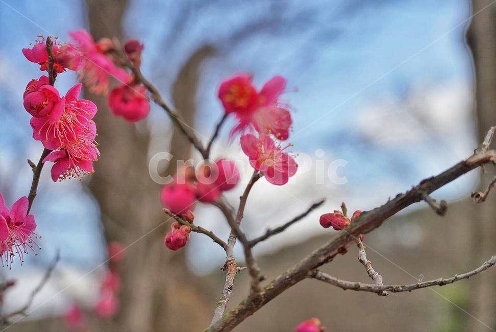홍매화,매화,꽃,봄,나무,식물,자연,plants,nature,꽃,flower