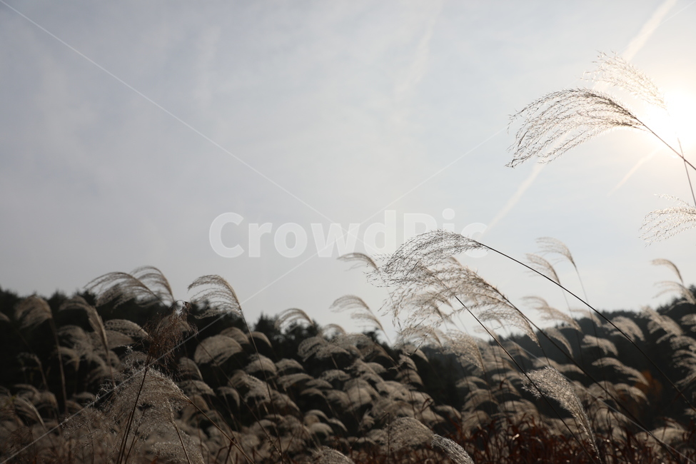 가을,억새,풍경,식물,자연,가을,계절,fall,autumn,season,plant,grass,잔디,lawn