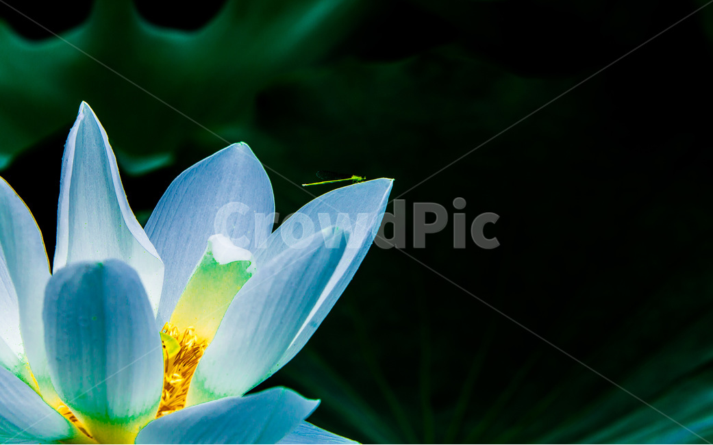 연꽃,문양,무늬,연잎,질감,식물,자연,plants,nature,꽃,flower,동물,animal,곤충,벌레,insect,bug