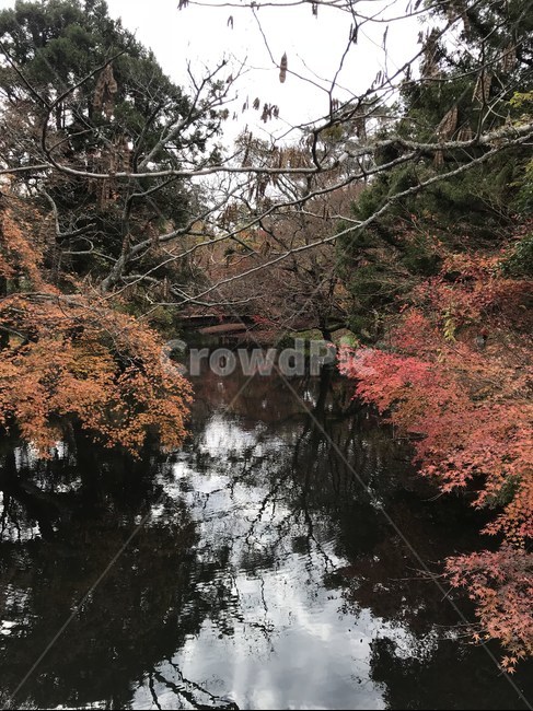 긴린코호수,긴린코,유후인,호수,후쿠오카,자연,풍경,숲,울창한,japan,일본,흐린날