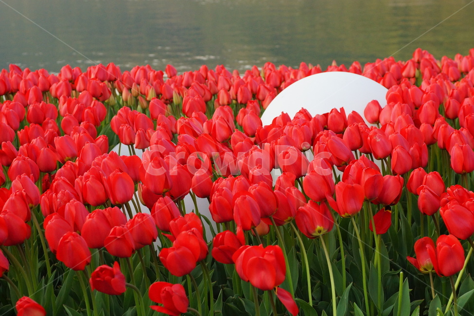 튤립,튜울립,봄꽃,봄,계절,flower,봄,계절,spring,season,식물,자연,plants,nature,꽃,flower,plant