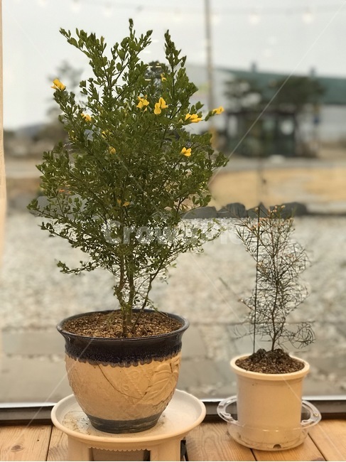 식물,tree,나무,plant,화분