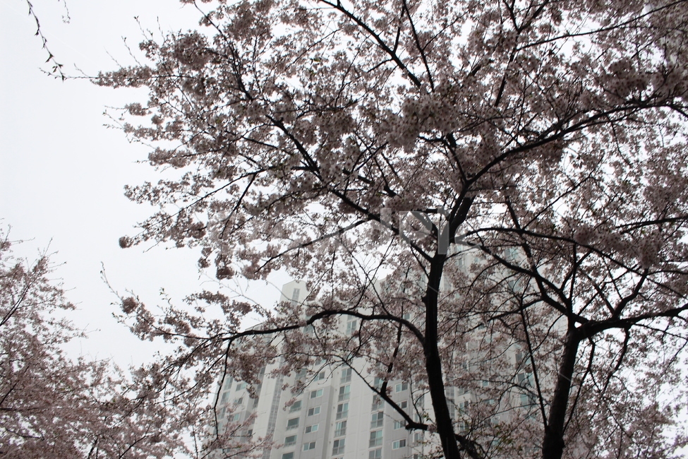 비,rain,벚꽃,봄비,봄,spring,꽃나무,빗방울,landscape,풍경