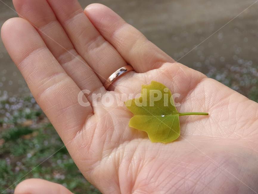 손바닥,leaf,이슬,물방울,나뭇잎,dewdrop,dew,hand,봄