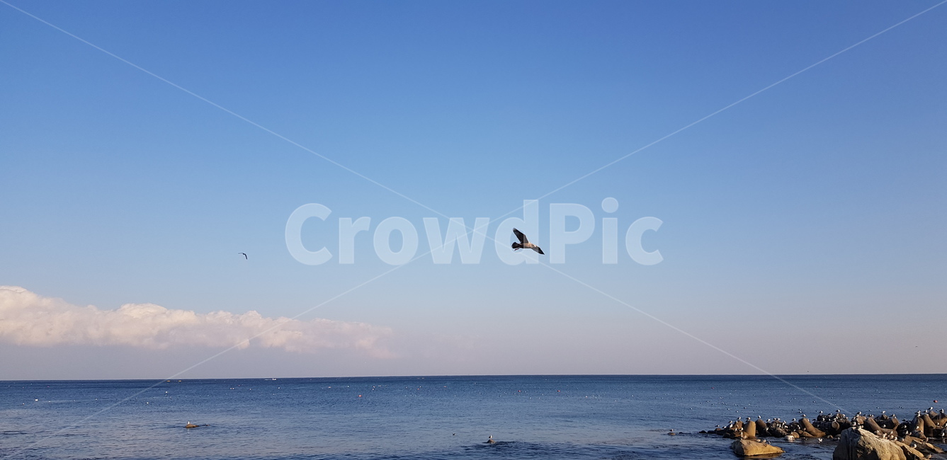 하늘,바다,동해바다,수평선sea,blue,sky,갈매기,자연,풍경,nature,landscape,animal,동물,bird,새,flying,나는,adventure,모험,leisure activities,레저 활동