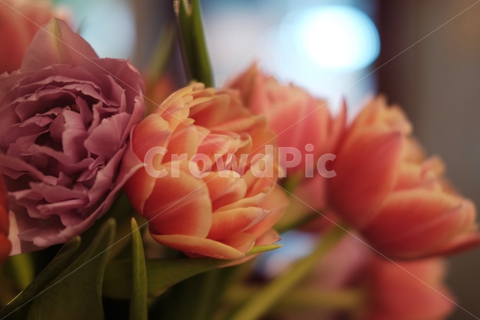 꽃,초록,감성사진,flowers,green,식물,자연,plants,nature,꽃,flower