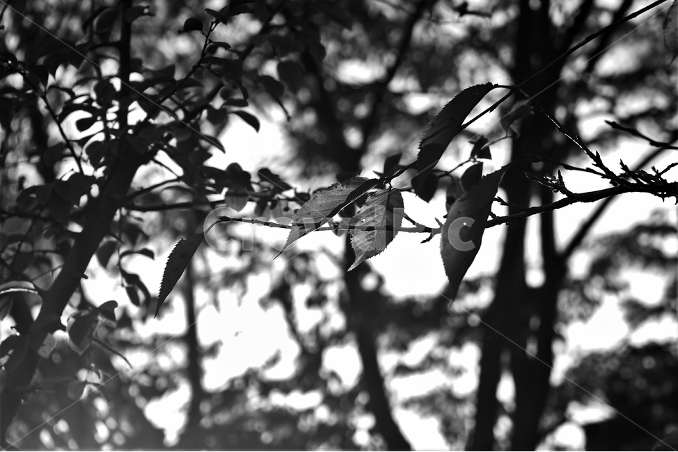 흑백,가을,외로움,나뭇잎,그림자,autumn,fall,leaf,backlight,역광,monotone,bw,loneliness,solitary,모노톤,흑백사진,식물,자연,plants,nature,흑백,모노톤,monochrome,black and white