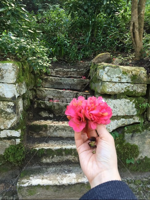 포르투갈,리스본,portugal,여행,풍경,신트라,꽃,길,꽃길,flower,hand,나무