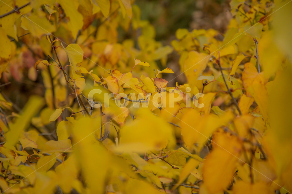 가을,나무,단풍,노랑,물든,가을,계절,fall,autumn,season,leaf,잎,plant,식물