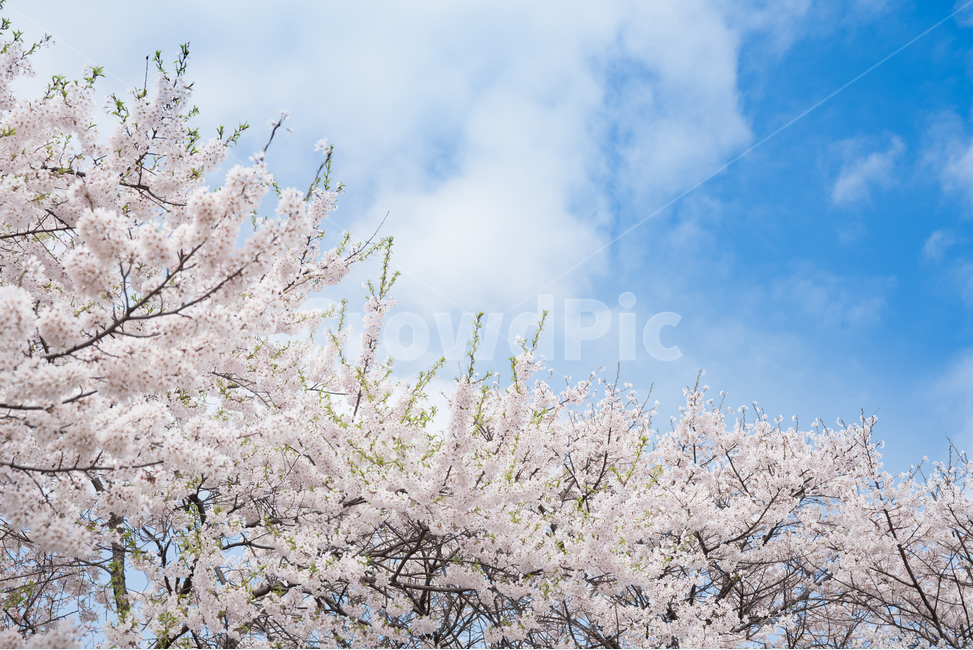 벚꽃,하늘,구름,바람,카피스페이스,한국,서울,봄,4월,맑은,꽃,봄꽃,만개,벚나무,푸른,많은하늘,배경,창공,개화,꽃잎,꽃놀이,백그라운드,식물,아시아,아름다운,자연,깨끗한,쾌청한,사쿠라,맑음,가지,공간,야외,상쾌한,하늘색,봄,계절,spring,season,자연,풍경,nature,landscape,식물,plants,꽃,flower,plant,blossom,cherry blossom