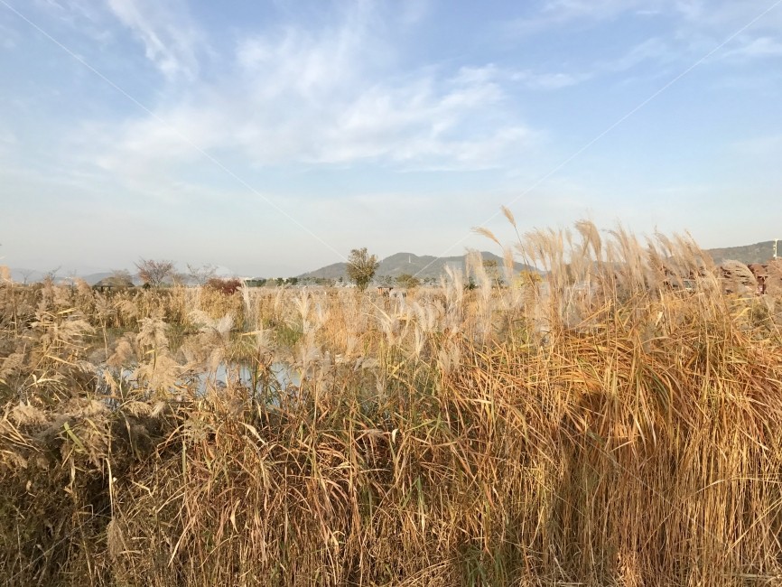 순천,순천만,가을,갈대,하늘,풍경,자연,자연풍경,여행,관광지,자연,풍경,nature,landscape,가을,계절,fall,autumn,season,plant,식물,grass,잔디,vegetable,야채,food,음식,grain,곡물