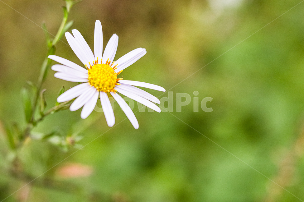 plant,식물,daisies,blossom,flower,꽃,daisy,데이지,자연,식물,자연,plants,nature