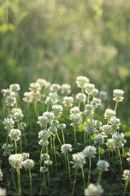 토끼풀,흰색,행운,맑음,봄,식물,자연,plants,nature,꽃,flower