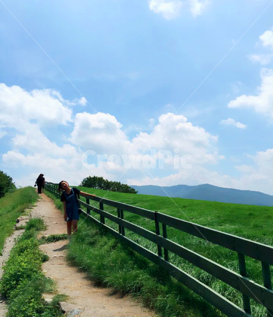 강원도,양떼목장,하늘,여름,여행,풀