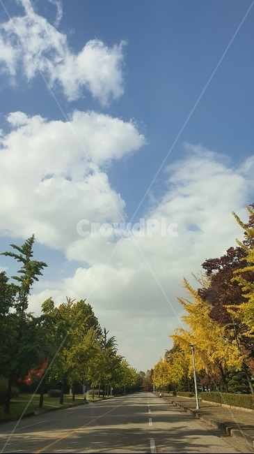 도로,나무,단풍,가을,산림,숲속,가을하늘,tree,plant,식물,가을,계절,fall,autumn,season,자연,풍경,nature,landscape