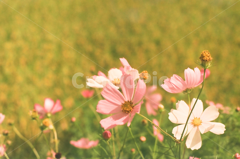 가을,코스모스,autumn,cosmos,fall,계절,season,식물,자연,plants,nature,꽃,flower,감성,빈티지,아날로그,필름,필름사진,필름카메라,film,filmcamera,가을,계절,fall,autumn,season,식물,자연,plants,nature,꽃,flower,plant