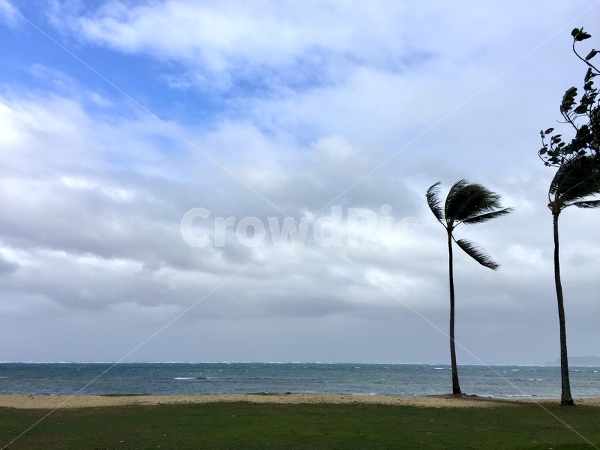 하와이,야자수,바닷가,바닷가바람,야자수바람,바닷가잔디,nature,자연,weather,날씨
