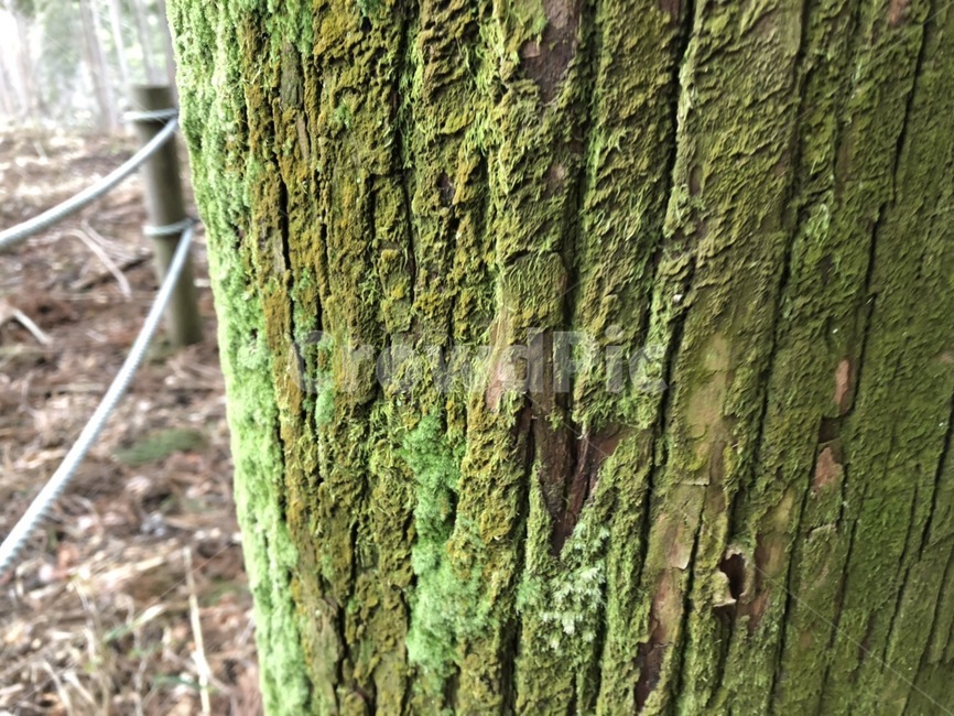 나무,숲,자연,풍경,tree