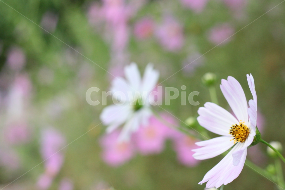 코스모스,꽃,가을,자연,식물,autumn,cosmos,fall,season,plants,nature,flower,계절,야생화,야생,생태,감정,감성,sensible,feeling,emotion,하늘,풍경,접사,가을,계절,fall,autumn,season,식물,자연,plants,nature,꽃,flower,plant