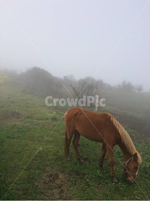 말,안개,제주도,오름,horse,fog,jejuisland,동물,animal,포유류,mammal