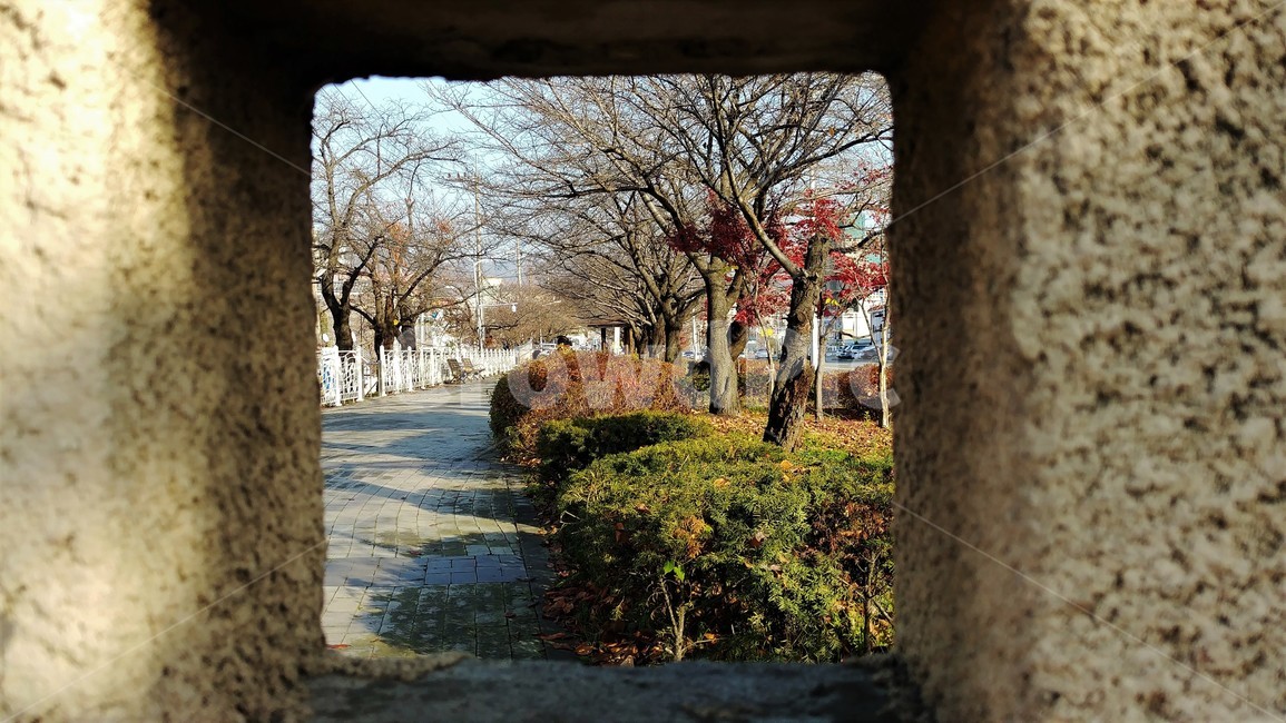 만추,거리,가로수,쓸쓸함,낙엽,가을,한국풍경,가을정취,가을,계절,fall,autumn,season,flagstone,판석,path,통로,walkway,보도,tree,나무,plant,식물,tree trunk,나무 줄기
