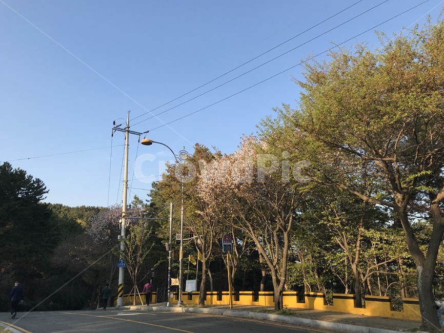 공원,숲,파란하늘,하늘,나무,푸른하늘,푸른,산,상쾌,공기,산소