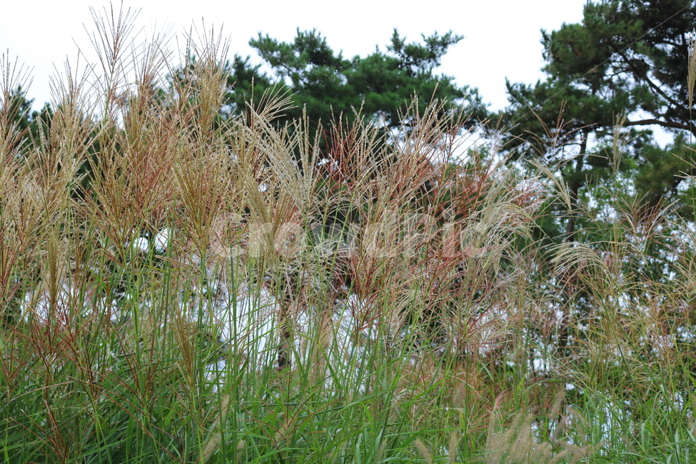 억새,풀,억새풀,식물,자연,들풀,두영,가을,식물,자연,plants,nature