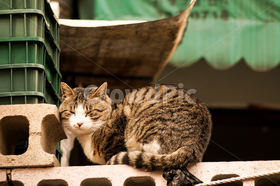 고양이,동물,포유류,길냥이,cat,animal,pet,동물,animal,포유류,mammal,고양이,cat,kitten,kitty
