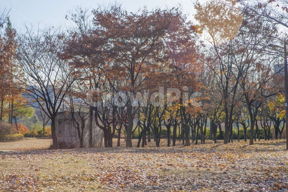 가을,가을풍경,공원,선유도,단풍,가을,계절,fall,autumn,season,식물,자연,plants,nature,나무,trees,wood,tree,plant,tree trunk,나무 줄기,ground,바닥