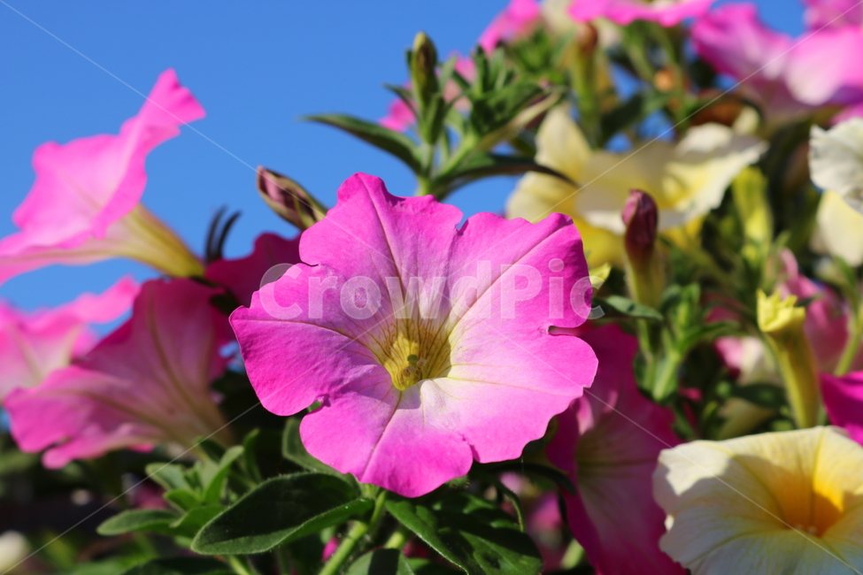 꽃,페튜니아,페튜니아꽃,식물,자연,페츄니아,분홍꽃,식물,자연,plants,nature,꽃,flower