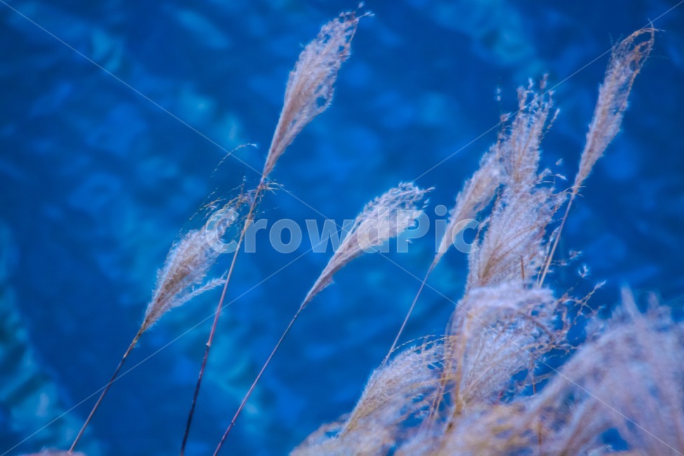 갈대,호수,가을,감성,파랑,가을,계절,fall,autumn,season,plant,식물,grass,잔디