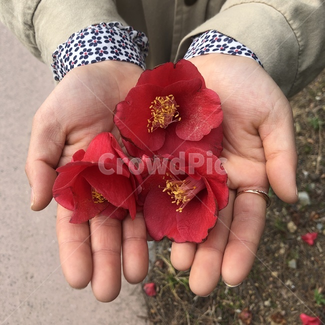 동백꽃,동백,손위의꽃,봄꽃,동백잎,꽃,flower