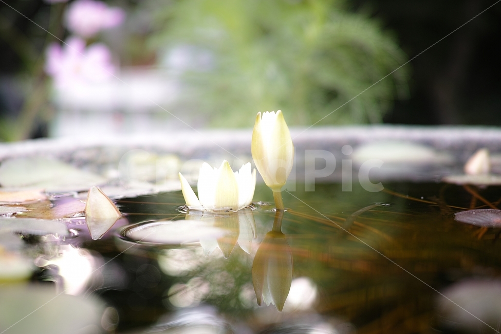 연꽃,햇살,flowers,몽환적,꽃,반영사진,식물,자연,plants,nature,꽃,flower,감성,sensible,feeling,휴식,힐링,rest,relaxation,healing