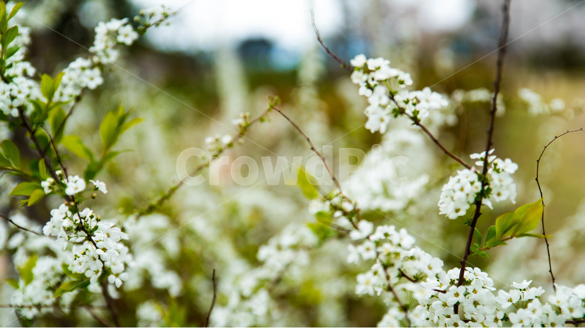 봄,꽃놀이,봄풍경,나른함,봄하늘,봄,계절,spring,season,식물,자연,plants,nature,꽃,flower,plant