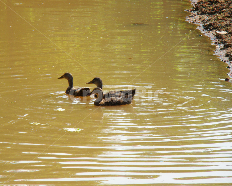 오리,조류,동물,duck,animal,동물,animal,조류,새,birds