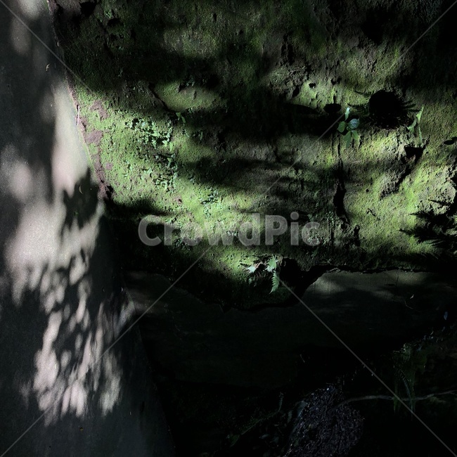 그림자,풀,나무,초록,shadow,벽,tree,green,빛