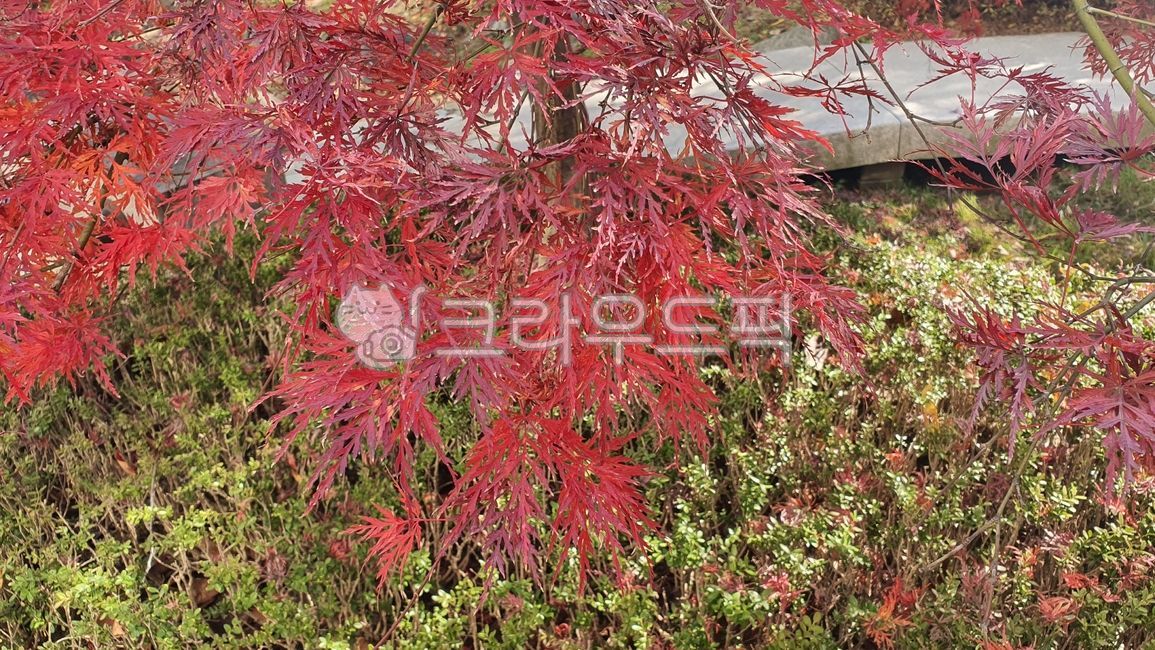 garden tree,Maple tree,landscaping tree,tree,peacock maple
