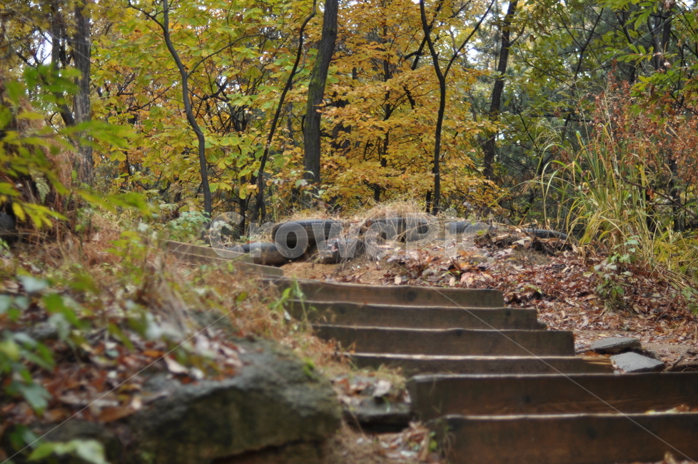 가을,나무,가을풍경,풍경,단풍,낙엽,가을,계절,fall,autumn,season,자연,풍경,nature,landscape,ground,바닥