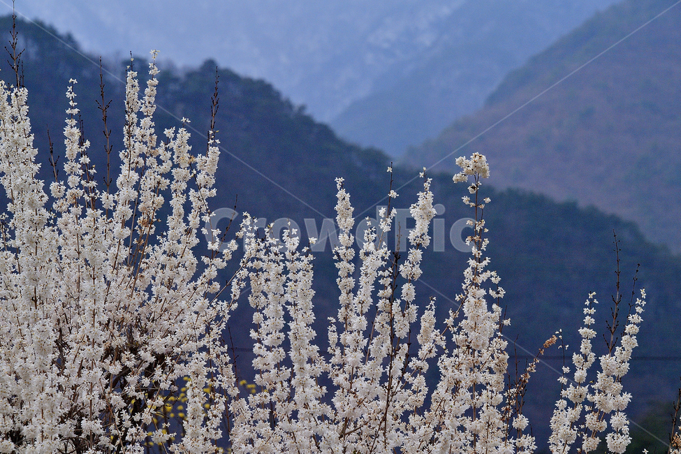미선나무,미선나무꽃,꽃,봄꽃,식물,나무,흰색,자연,봄,계절,spring,season,nature,ice,빙,outdoors,옥외