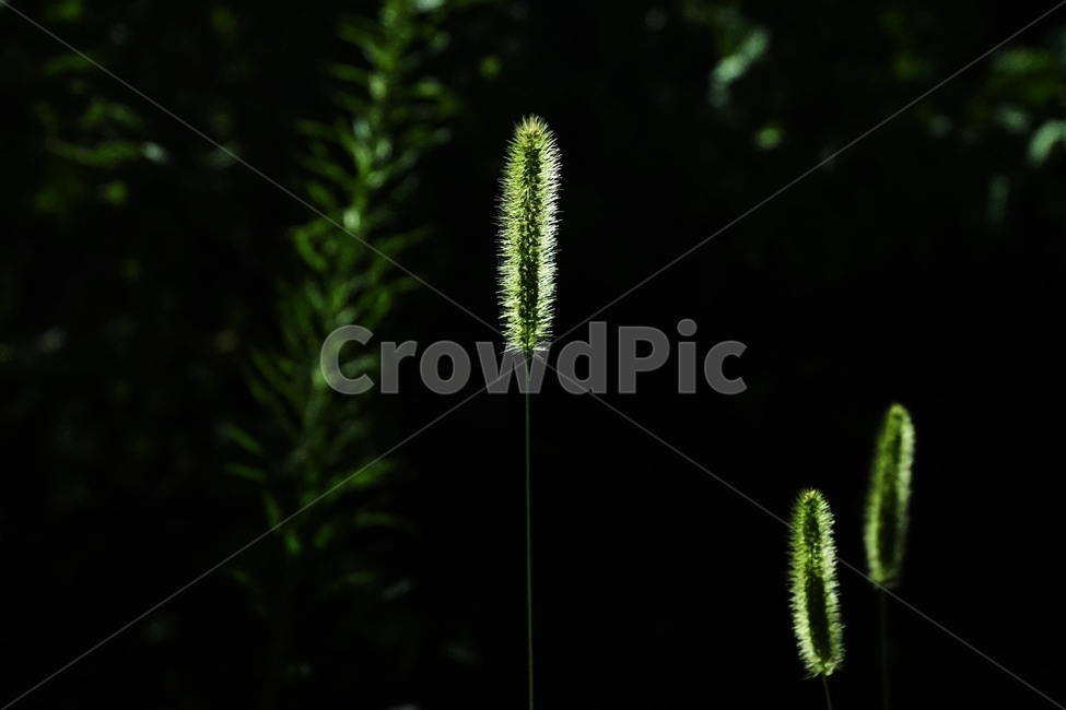 자연,풀,야간,식물,dark,night,plant,강아지풀,foxtail,식물,자연,plants,nature