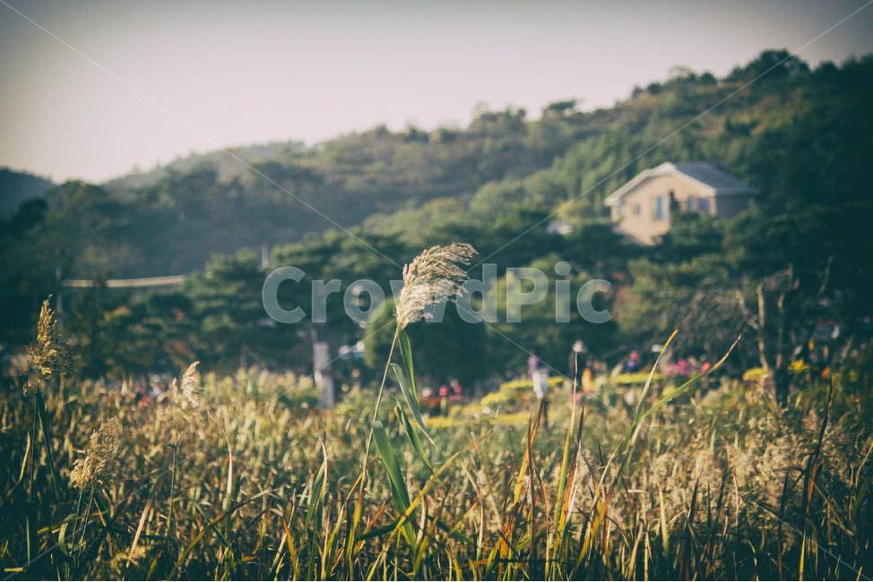 자연,풍경,갈대,갈대밭,식물,순천만,만,reed,plant,nature,landscape,가을,계절,fall,autumn,seasons,bay,suncheonbay,가을,계절,fall,autumn,season,자연,풍경,nature,landscape,식물,plants,grass,잔디,lawn