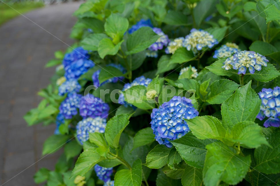 꽃,흐린날,정원,자연,수국,flower,순천만정원,식물,자연,plants,nature,꽃,flower