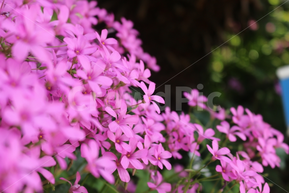 꽃,flower,자연,꽃다발,분홍꽃,핑크꽃,꽃사진,감성,landscape,식물,자연,plants,nature,꽃,flower